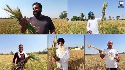 Shriram Super 5-SR-05 Wheat Seed: Boost Your Harvest with Exceptional Planting Benefits