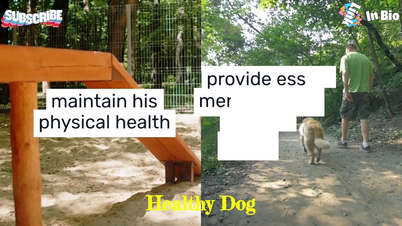 Comprehensive Canine Health: Key Practices for Preventing Common Dog Illnesses and Issues