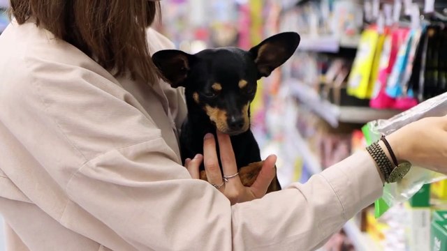 Understanding Dog Behavior: Insights and Tips for Managing and Enhancing Canine Actions