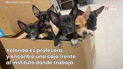Encuentran 5 cachorros callejeros en un instituto: una caja de cartón con una nota explica todo