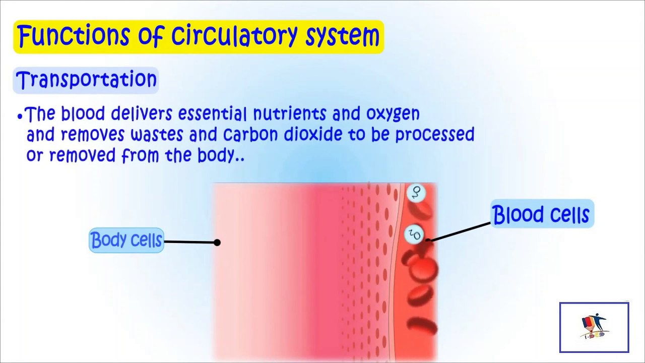 Circulatory System And Its Functions