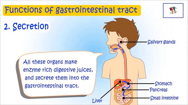 Digestive System - Functions Of Gi Tract