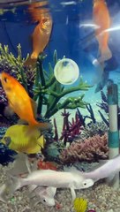 #trending #viral #usa #shortvideo #baby #fish #fishingvideo #fishlover #koifish #bettafish #goldfish