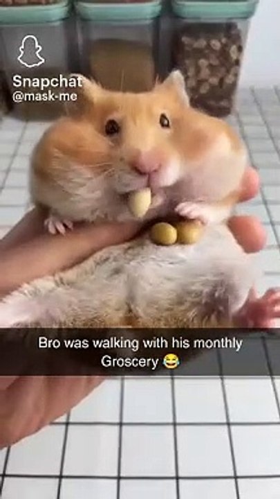 Funny animal