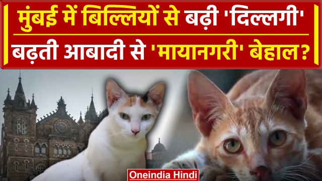 Maharashtra : Mumbai में बिल्लियों से बढ़ती आबादी बना सवाल | Mumbai Cat News | वनइंडिया हिंदी