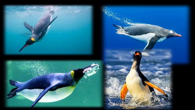 Birds The Amazing World | Different types of feathers