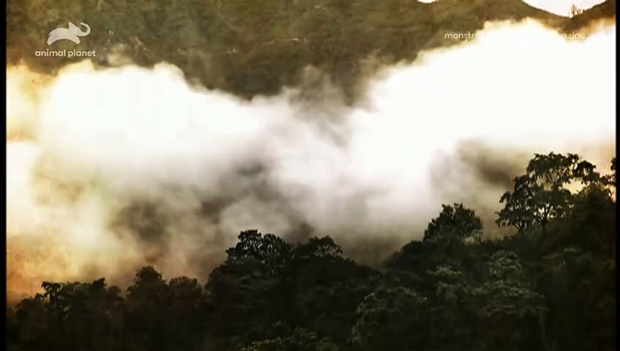 Monstros do Rio - Bagre Assassino