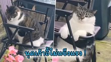 ถึงกับขาด ! ต้าวเหมียวจะนั่งเล่นซะหน่อย..อุ๊ยแม่ร่วง