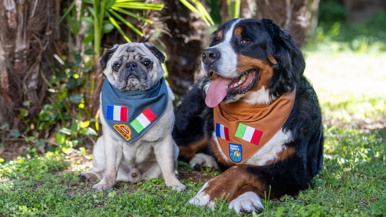 Dog lovers take pet dogs on 1,700 mile European road trip six countries in 12 days