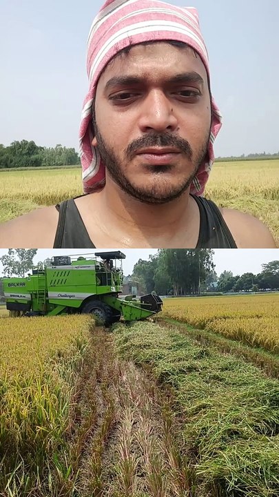 The scene of harvesting paddy with a harvester.
