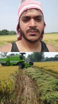 The scene of harvesting paddy with a harvester.