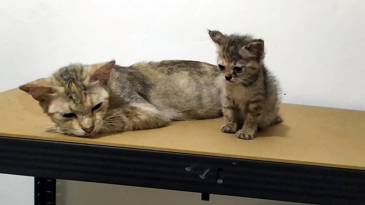 Kucing Uyik dan bayinya 