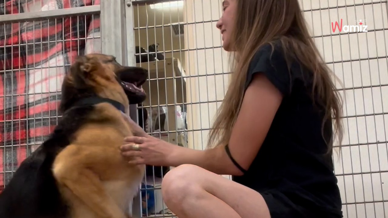 Ils viennent au refuge pour adopter un chien et surprennent toute l'équipe avec une décision (vidéo)