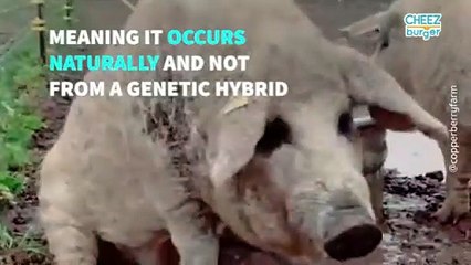 Check Out These Cute Curly Pigs