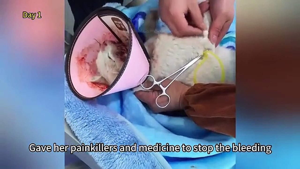 This cat, after a car crash and desperately struggling on the roadside, finally she was rescued.