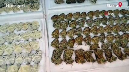 Endemik olduğu değerlendirilen bin 472 adet kelebek ele geçirildi