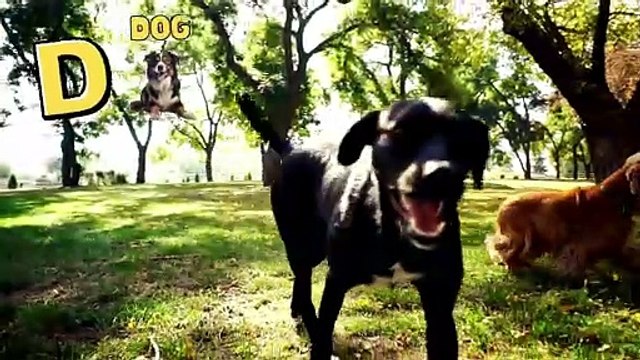 Playful Pups in Action Funny Dogs Playing Adorable Dog Compilation