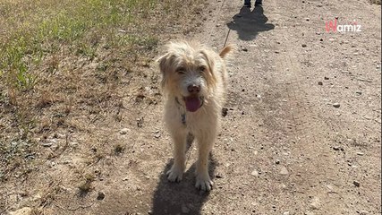 Taken from a horror shelter, this dog now wants to make up for lost time