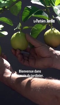 Comment cultiver un citronnier en pot pour son balcon ?