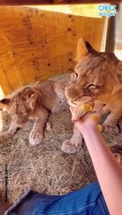 Big Cats Cuddles