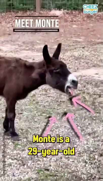The Singing Donkey