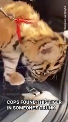 Tiger Cub Found In Trunk