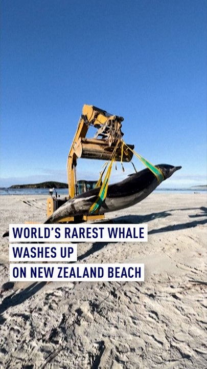 World's rarest whale washes up on New Zealand beach