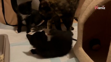 Ils recueillent une famille de chats sans imaginer le cadeau qu'elle leur réserve (vidéo)