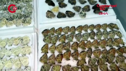 Araçta endemik türde 1472 kelebek ele geçirildi: Yabancı uyruklu 1 kişiye gözaltı