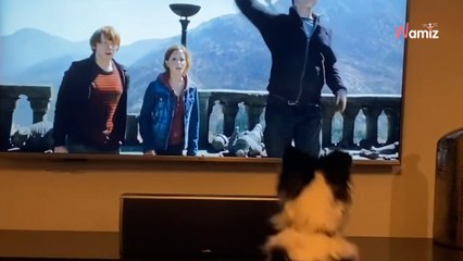 Dès qu'il voit cette scène de Harry Potter, ce chien a une réaction qui déclenche un fou rire à sa maîtresse (vidéo)