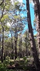 Australian Bush Bird 8