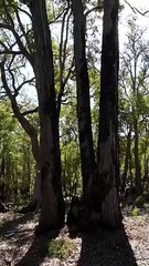 Australian Bush Bird 12
