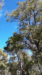 Australian Bush Birds 2