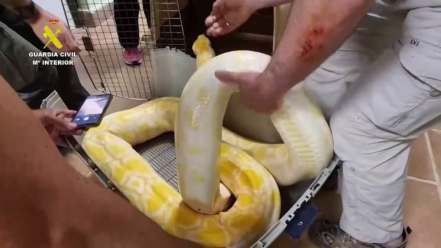 Decomisan una pitón y una boa constrictor en Monistrol de Montserrat (Barcelona)