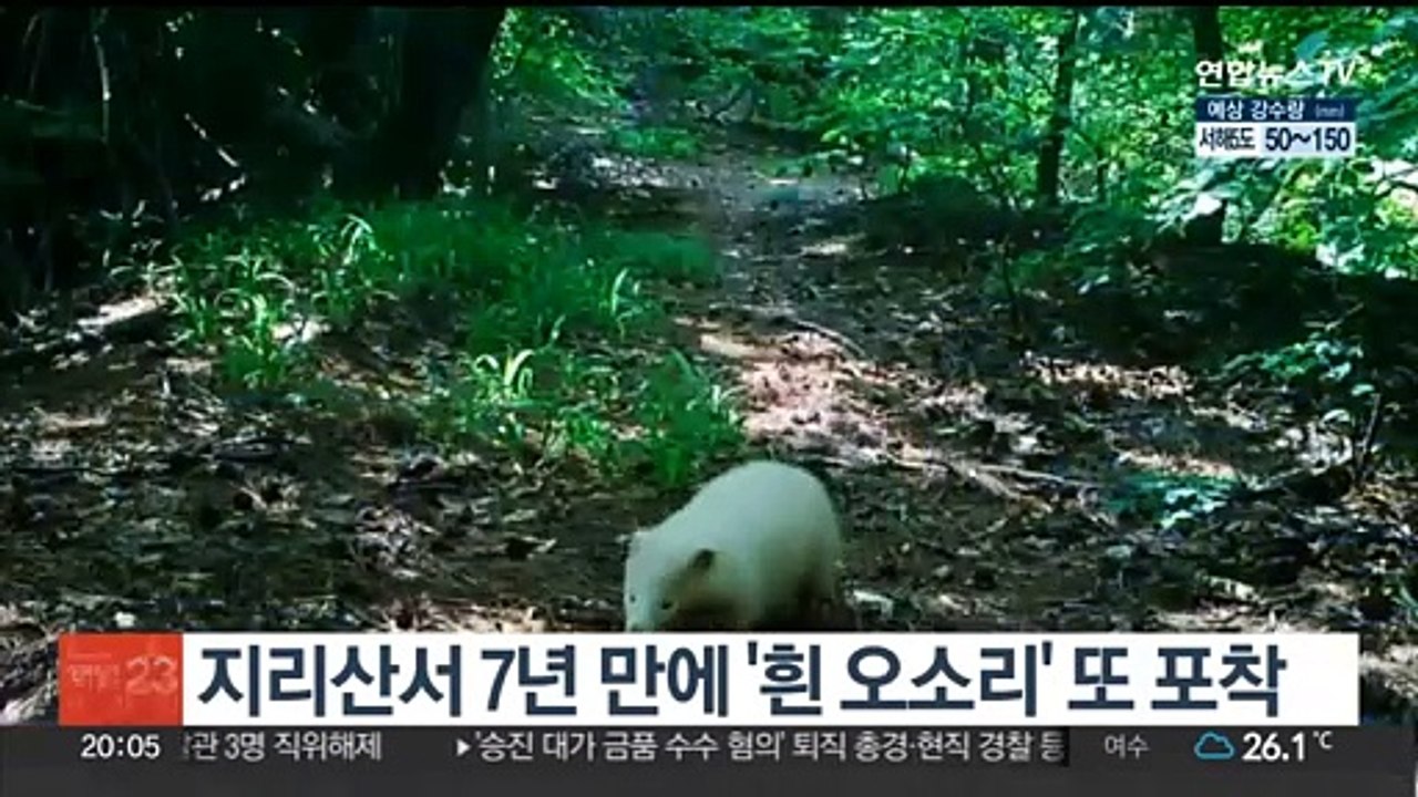 지리산서 7년 만에 '흰 오소리' 또 포착