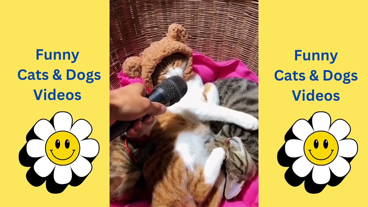 Funny Video: Cats and Dogs Compilation