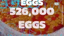 Watch This Chef Make Pasta Using 1,000 Eggs