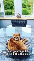 Ed Sheeran Loves His Cats