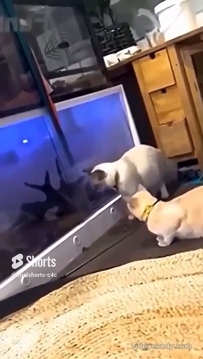 Funny cats reactions #funnycats