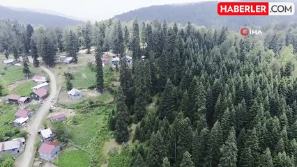 Serinlemek İsteyenler Sinekli Yaylası'na Akın Ediyor