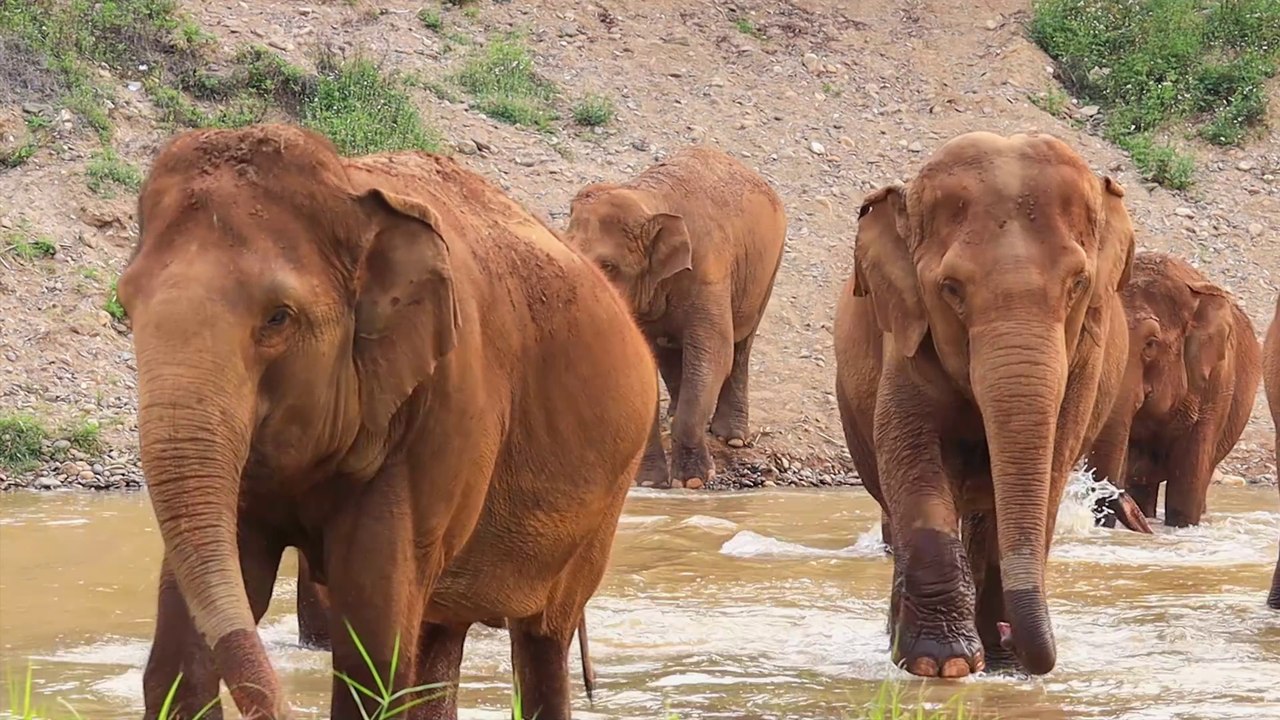 vecteezy_elephants-are-foraging-in-the-nature-and-rivers-of-northern_7107511
