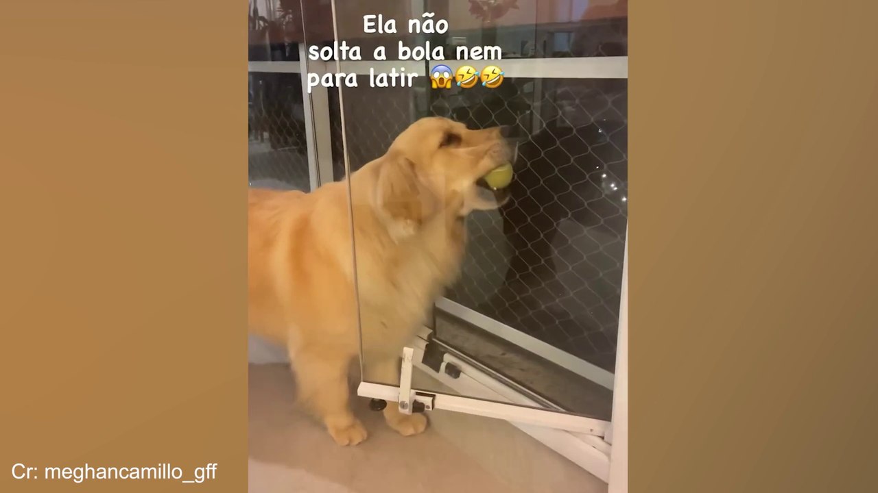 Funniest CATS and DOGS part- 5
