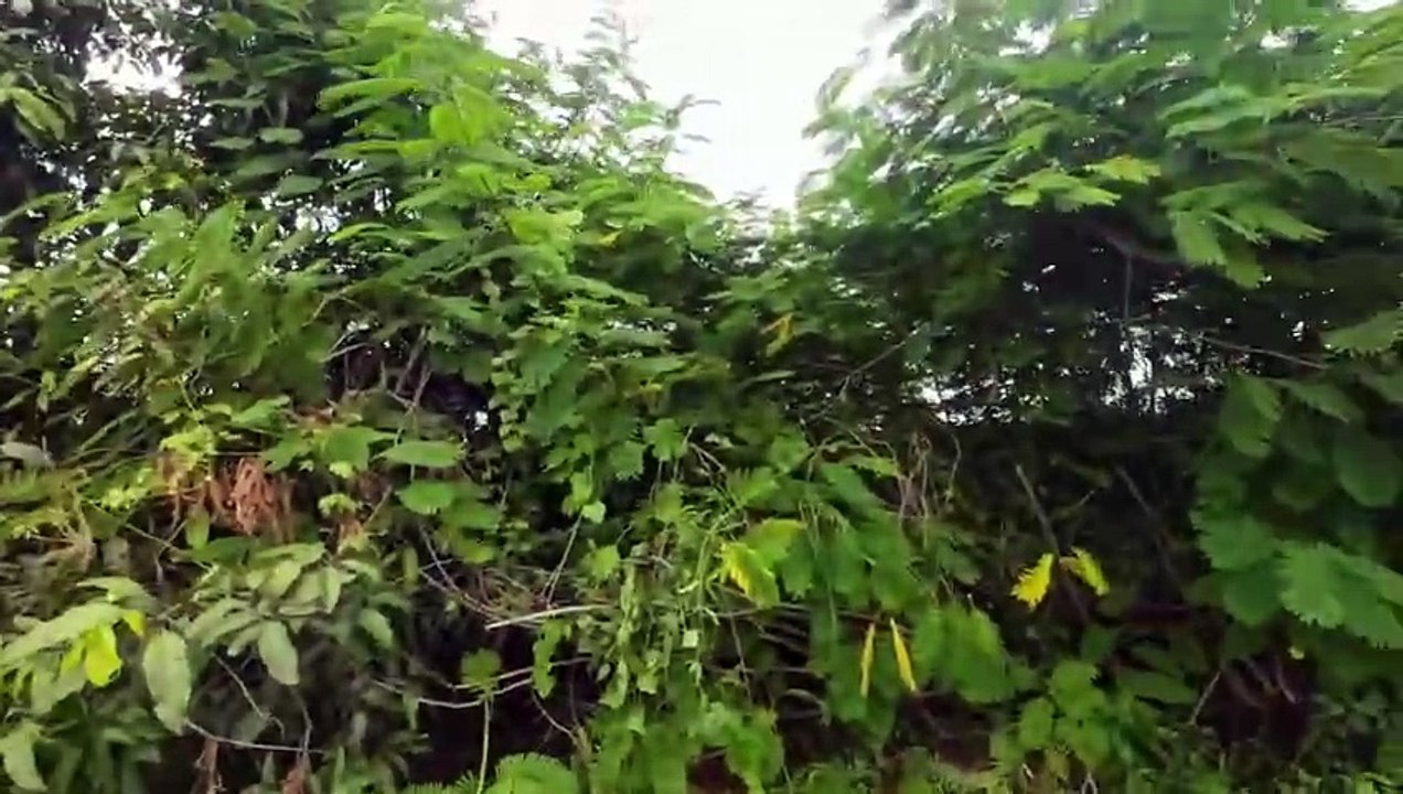 Der Gartenteich des Grauens Teil 1