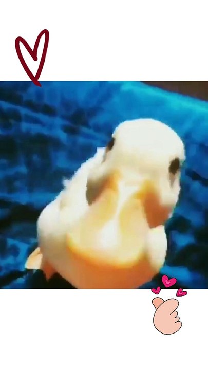 Interesting Duckling