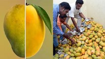 आम खाने से कैंसर हो सकता है क्या | How To Check Mango Quality | Mango Causes Cancer | Expert Advice