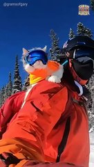 Gary The Cat Is Such a Good Skier He Has His Own Pass