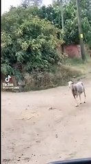 Kenevir serasına giren koyunlar kafayı yedi!