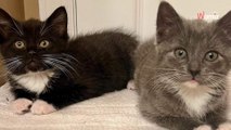 Katze aus Abflussrohr gerettet: Doch einige Tage später müssen sie zurückkehren