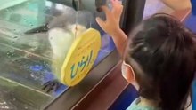 Do you want to shake hands with an otter?