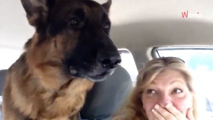 Schäferhund flippt aus, als er kapiert, wohin sie mit ihm fahren (Video)
